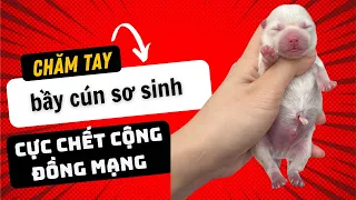 Chăm tay cho bầy phốc sóc mới sinh nhà mình | Bánh Bò Pomeranian Daily Vlog