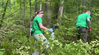 How parks are tackling invasive honeysuckle plant and how you can, too