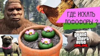 GTA 5 Online: Лофофоры, Кактусы, Пейоты на карте | Все 76 штук