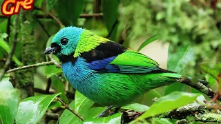 Colors of the Wild: Stunning Footage of Tanagers and Majestic Tigers