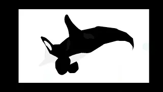 Aircraft shark vs Aircraft Killer Whale Accurate