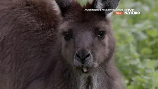 Скрытые острова Австралии.(2017) Остров Кенгуру. / Australia's Hidden Islands (2017) Kangaroo Island