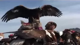 Golden Eagle Hunting Wolf