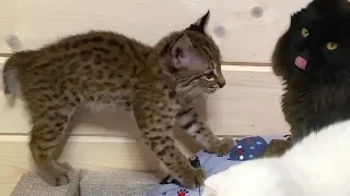 A DIZZYING GAME OF LYNX KITTEN RUFUS