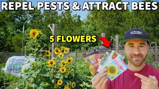 Plant These 5 Flowers To REPEL PESTS And ATTRACT POLLINATORS!