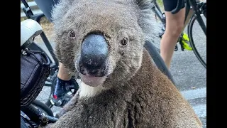 Thirsty koala asks cyclist for drink| CCTV English