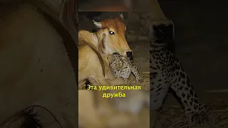 🐆Леопард Дружит с Коровой🐄