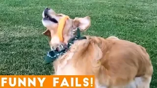 TRY NOT TO LAUGH at FUNNY PET FAILS 2018 | Funny Pet Videos