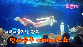 아쿠아플라넷광교 인어공주 머메이드쇼🧜‍♀️ #mermaidshow #aquarium