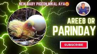 New Baby Pigeon Nikal Aya🤩 | Baby White Pigeon | Video How do baby | pigeons grow up