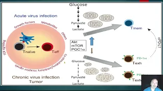 Mitochondria and COVID-19 - Part Two