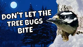 Where do Downy Woodpeckers Sleep in Winter? | Fun Facts
