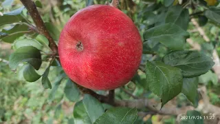 Сорт яблук "Хоней Крісп"(Honey Crisp).Історія сорту та як отримують нові сорта.