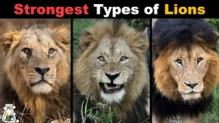 10 Most Powerful Types of Lions That Ever Lived