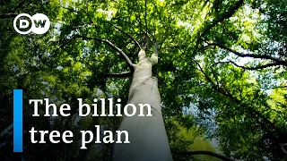 New forests for greater climate protection? | DW Documentary