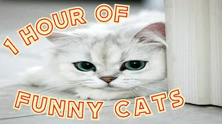 Funny Cats - 1 HOUR OF FUNNY CATS | Gatos Graciosos - 1 HORA DE GATOS CHISTOSOS - VIDEOS DE RISA 😺