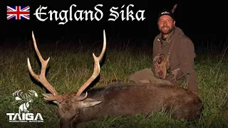 Sika Rut Hunt in Southern England & bonus Roe deer!