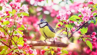 Beautiful Relaxing Music, Peaceful Instrumental Music, "Spring Forest Sound"