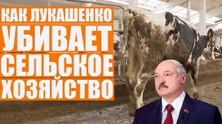 Лукашенко развалил колхозы: обосранные коровы, низкий урожай, нищета