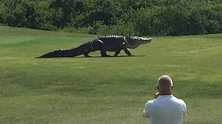 Golf.com Giant Gator Walks Across Florida Golf Course