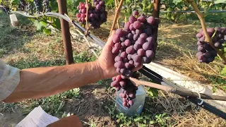 Обзор ультраранних и ранних сортов винограда