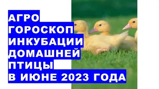 Agrohoroscope of poultry incubation in June 2023. Incubation of domestic birds in black 2023