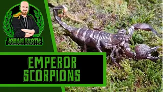 Emperor Scorpion (Pandinus imperator)