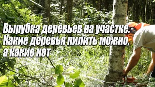 вырубка деревьев на участке какие деревья пилить можно а какие нет