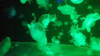 #Рыбки и медузы, которые меняют цвет#