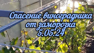 HELP! Спасаю виноградник от заморозка. 5.05.24