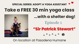Adopt a Yoga Assistant! Episode 1: "Sir Patrick Stewart"