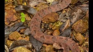 Deadliest Snake in Thailand! 🇹🇭 Thailand Living