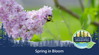 Scenes of Shakopee: Spring in Bloom