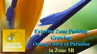 Growing Orange Bird of Paradise in Zone 5B Extreme Zone Pushing 5