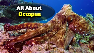 All About The Octopus – Wildlife Documentary – [Hindi] – Quick Support