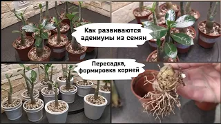 Как развиваются адениумы из семян.Пересадка, формировка корней и  кроны.