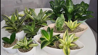 Сансевиерия Хани (Sansevieria Hahnii). Обзор ханичек в моей коллекции сансевиерий