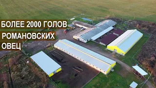 2000 голов Романовских овец в племенном репродукторе Атис СХ