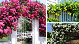 5 FLOWERING CREEPERS TO STOP THE OUTDOOR AREA OF YOUR HOME