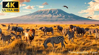 African Wildlife 4K: Queen Elizabeth National Park, Uganda - Scenic Wildlife Film With African Music