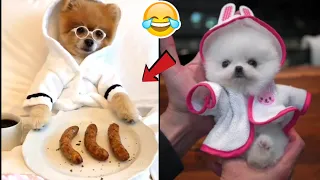 😍 Mini Pomeranian - Funny and Cute Pomeranian Videos #19 - Cute Puppies | Tik Tok chó phốc sóc