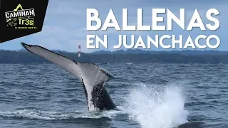 VIMOS MÁS DE 10 BALLENAS EN UNA HORA || CaminanTr3s, El tercero eres tú!!