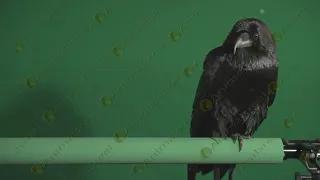 Raven looking back green screen video 10. Real Green Screen Animals shot on Red Digital Camera 5K