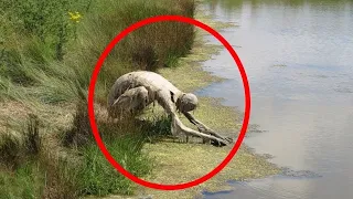 10 Mysterious Creatures Caught on Camera!