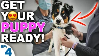 Is Your Puppy Ready For Their First Vet Visit?