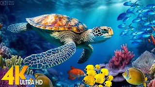 Ocean 4K - Sea Animals for Relaxation, Beautiful Coral Reef Fish in Aquarium - 4K Video Ultra HD