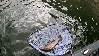 Spin casting Zonkers to catch spring Rainbows