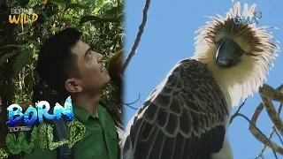 Born to be Wild: Endangered Philippine Eagle seen in the wild