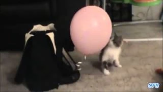 Коты против воздушных шариков (2015) | Cats vs balloons compilation