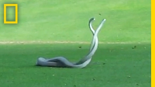 WATCH: Two of World's Deadliest Snakes Battle on Golf Course | National Geographic